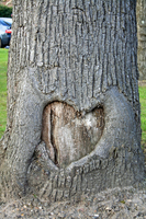 arbre coeur