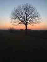 arbre couche de soleil