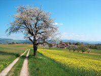 arbre printemps