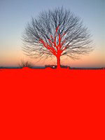 arbre rouge